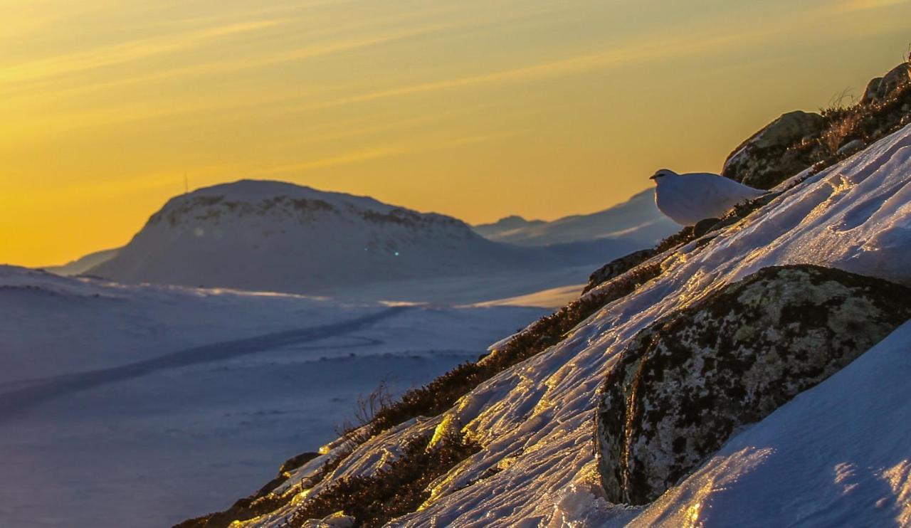شقة Ahma Moekki Kilpisjärvi المظهر الخارجي الصورة